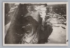 Budapest Ungarn 1930 - Zoo