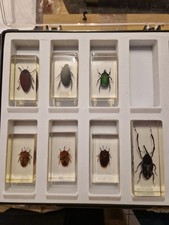 Diverse Insekten In Acryl Gegossen Herkunft China Gut Erhalten Sammlung