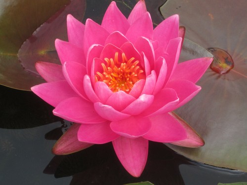 Seerose nymphaea perry - seerose, "perry´s