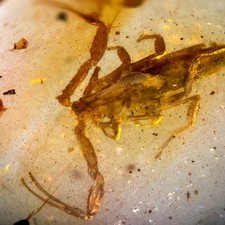 Skorpion in Burmesisch /