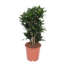 Drachenbaum Dracaena Compacta