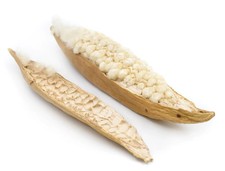 JR Farm Kapok-Schote