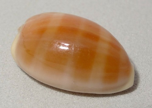 Meeresschnecke cypraea - meeresschnecke,