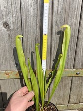 Sarracenia minor XXL