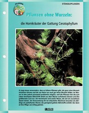 Die Hornkräuter der Gattung Ceratophyllum / Aquariuminfokarte