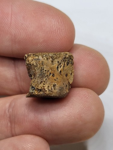Champsosaurier wirbel fossil - wirbel,