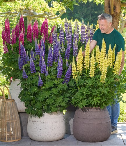 Baldur garten lupinen - garten,