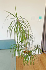 Drachenbaum / Pflegeleicht /