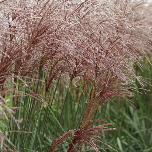 Chinaschilf miscanthus - chinaschilf,