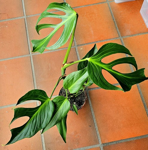 Große monstera burle marx - große,