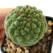 Larryleachia cactiformis