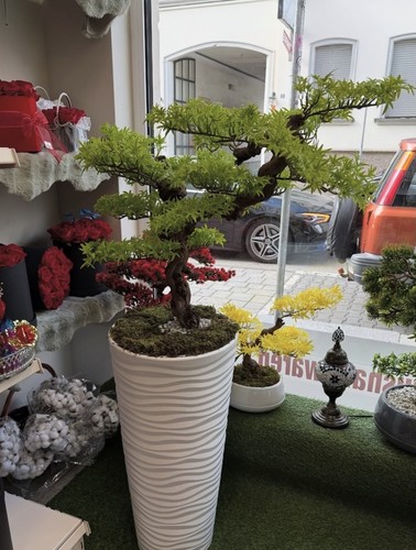 Ewiger echtstamm bonsai 126cm - ewiger,