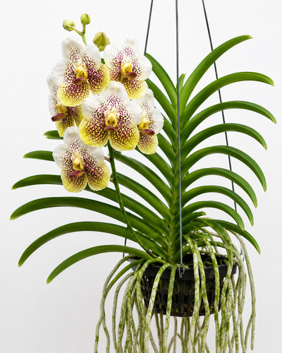 Vanda orchidee - (◕‿◕)\@,