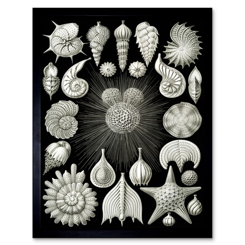 Haeckel teller sea life - haeckel,