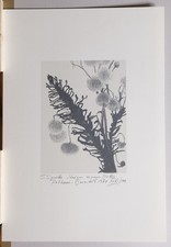 Serigraphie von Siegward