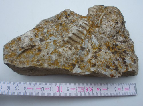 Alter stein mit fossilien - stein,