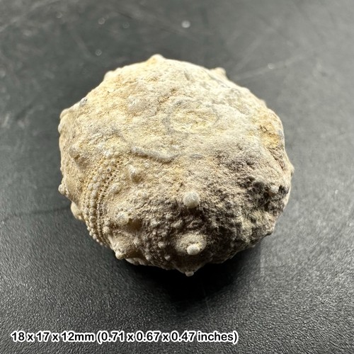 Cidaris seeigel fossil - cidaris, jura