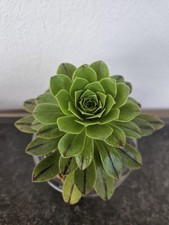 Sukkulente aeonium green - sukkulente,