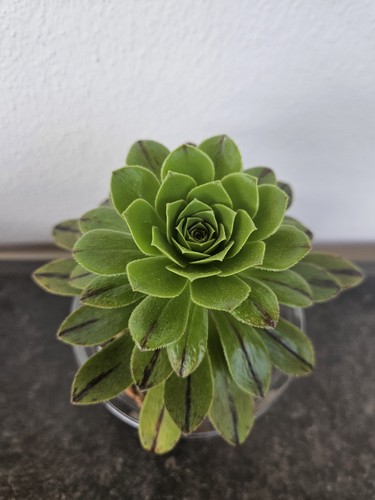 Sukkulente aeonium green fire - aeonium,