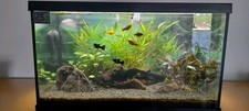 Verkaufe 60 Liter Eheim Aquarium mit Filter,Heizung , LED Licht ,Pflanzen.