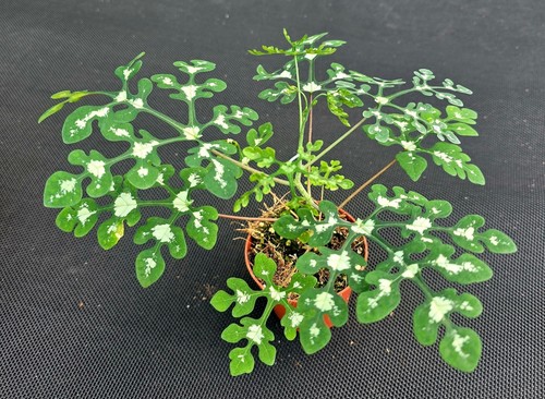 Seltene adenia perrieri am33 - perrieri,