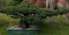Gartenbonsai, Niwaki