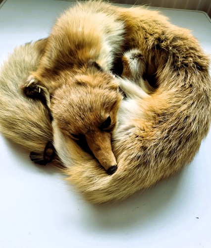 Rotfuchs pelzstola pelzschal - rotfuchs,