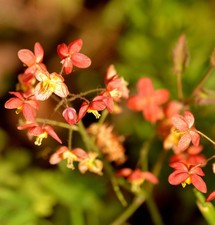 Elfenblume Kupfer - Epimedium