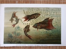 Grossflosser Paradiesfisch