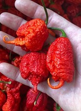 Carolina Reaper Rot 20 Chili Samen  (Weltrekord Chili)