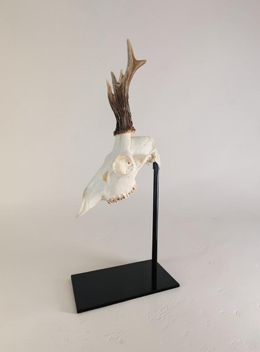 Eleganter trophäenständer - eleganter,