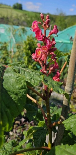 Aesculus carnea rotblühende - carnea, /