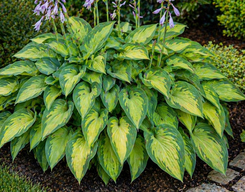 Sale1176 hosta plantaginea - sale1176,