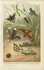 Insekten Insektenfresser Insektenfressende Pflanzen Heuschrecke Brockhaus 6006