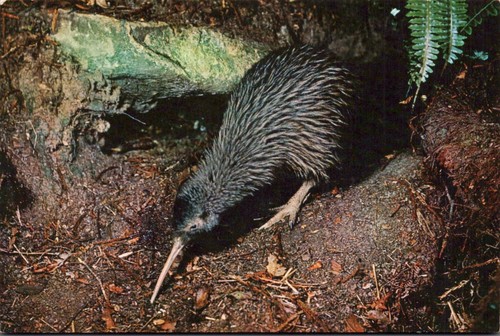 New zealand kiwi - ak, (nr.