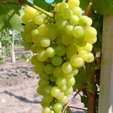 Weinrebe Millennium pilzfeste