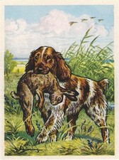 26/648 SAMMELBILD  - DER SPRINGERSPANIEL HUND ENTE HASE