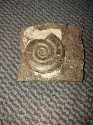 Fossil der steinzeit - steinzeit.,