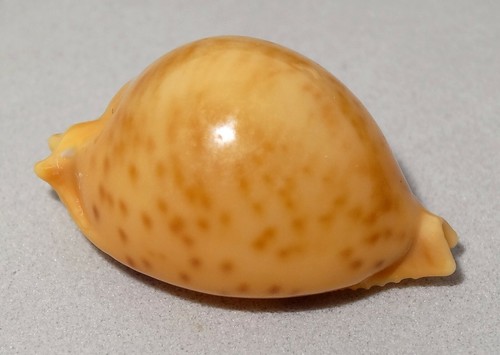 Meeresschnecke cypraea - meeresschnecke,