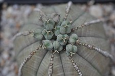 10 Samen von Euphorbia obesa, erntefrisch aus 2025