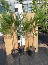 Kalif. Berg-Mammutbaum 80-90cm m. durchwurzeltem Topfballen