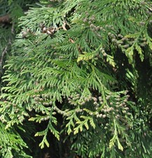 Lebensbaum martin 60cm - lebensbaum, 40-60cm