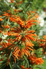 SAMEN Heilpflanze! Das LÖWENOHR ist eine wahre Pracht im Kräuter-Garten !