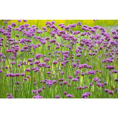 Verbena bonariensis - ,