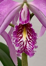 Cattleya species semialba new - species,