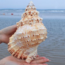 1x 20-23cm Fasciolaria