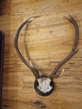 antik Trophäe altes kapitales