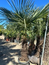 PALME TRACHYCARPUS FORTUNEI