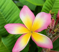 Frangipani Plumeria - Sao Isaan - frisch aus Thailand eingetroffen -