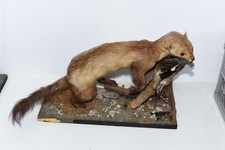 Taxidermie Tierpräparat - Jagd Steinmarder mit Beute auf Holzplatte - 48 x 17 cm